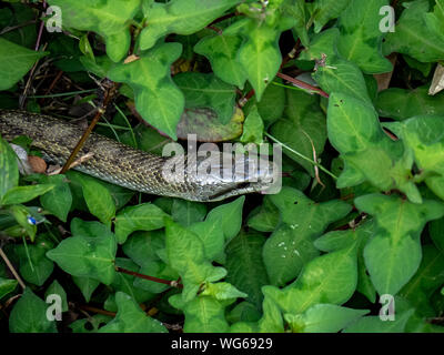 Un ratto giapponese serpente Elaphe climacophora, schlittert lungo il lato del piccolo headwater di Izumi fiume a Yokohama, Giappone. Foto Stock