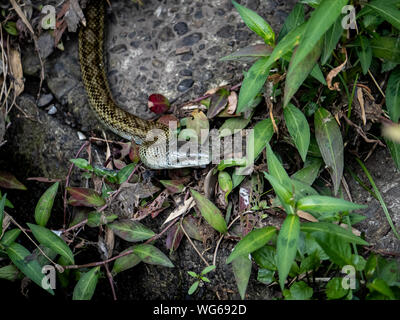 Un ratto giapponese serpente Elaphe climacophora, schlittert lungo il lato del piccolo headwater di Izumi fiume a Yokohama, Giappone. Foto Stock