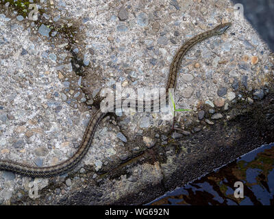 Un ratto giapponese serpente Elaphe climacophora, schlittert lungo il lato del piccolo headwater di Izumi fiume a Yokohama, Giappone. Foto Stock