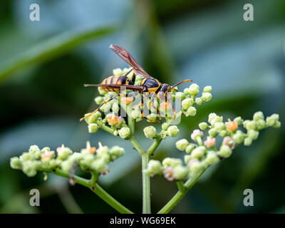 Un Rothney carta del wasp, polistes rothneyi, su un cluster di piccole bushkiller fiori in un parco a Yokohama, Giappone Foto Stock