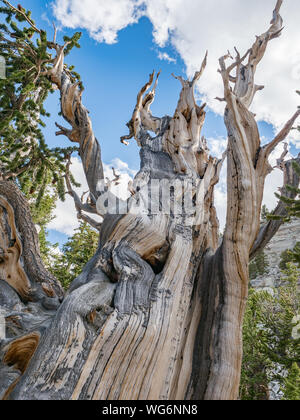 Bristlecone antica foresta di pini nel Parco nazionale Great Basin, Baker, Nevada, STATI UNITI D'AMERICA
