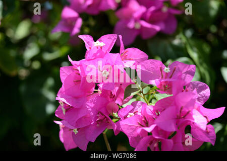 Bellissimi fiori di bouganville in un giardino tropicale vicino fino Foto Stock