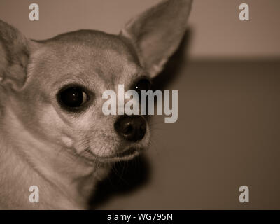 Ritratto di un chihuahua cane Foto Stock