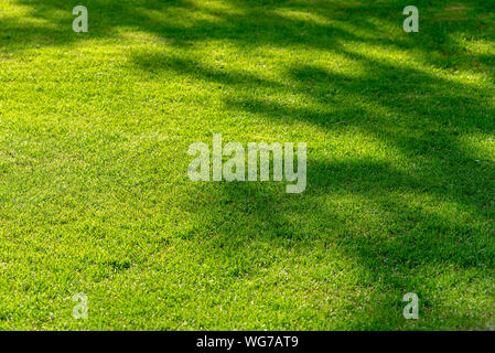 Abstract le Ombre Estate verde erba, consistenza del campo di erba, silhouette di alberi, sfondo Foto Stock