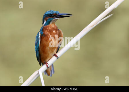 Alcedo atthis Foto Stock