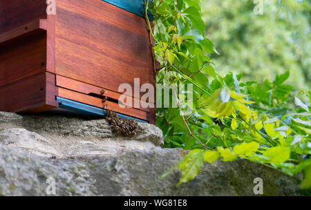 Un alveare con api essendo attivo sul fronte entrata durante una giornata di primavera. Spazio vuoto sul lato destro Foto Stock
