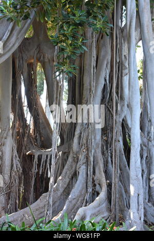 Il grande tronco radici aeree di un strangler fig Ficus macrophylla Foto Stock