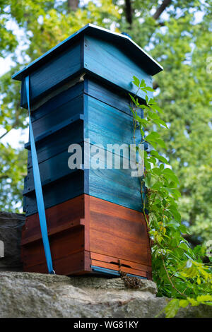 Un alveare con api essendo attivo sul fronte entrata durante una giornata di primavera. Foto Stock