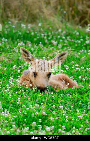 Moose polpaccio è così stanco che essa ha da fissare sulla sommità del cibo. Foto Stock