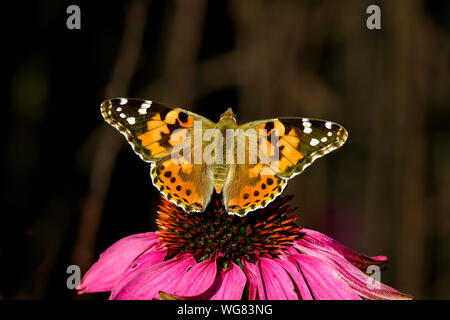 Dipinto di lady butterfly, uno degli ambasciatori d'autunno. Foto Stock