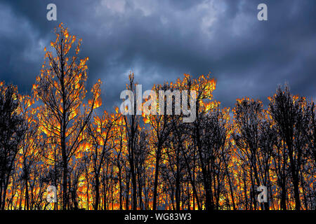 Di alberi in fiamme, concept per la foresta amazzonica la masterizzazione Foto Stock