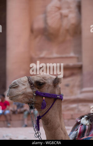 Camel riposa vicino al tesoro Al Khazneh scavate nella roccia di Petra, Giordania Foto Stock