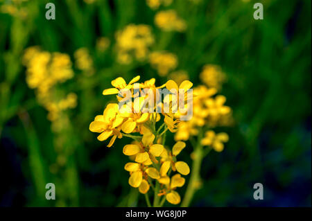 Fioritura giallo Celandines o Chelidonium Majus su un prato colorato su un giorno d'estate. Foto Stock