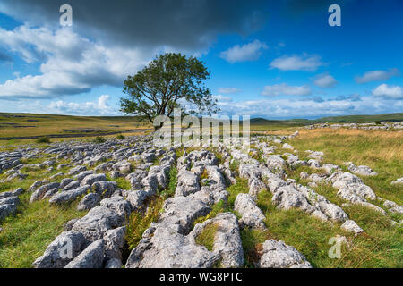 Un lone frassino su una pavimentazione di pietra calcarea a Malham nel Yorkshire Dales National Park Foto Stock