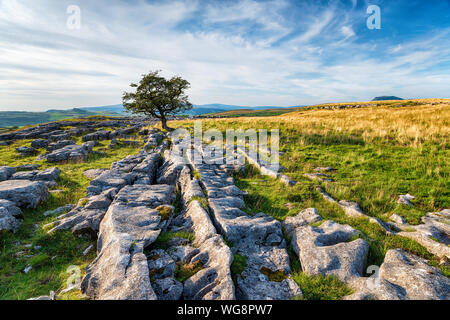 Un ventoso biancospino albero che cresce su una pavimentazione di pietra calcarea in Yorkshire Dales vicino a Settle Foto Stock