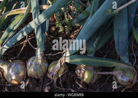 Agricoltura close up di cipolle per essere raccolto durante il periodo estivo Foto Stock