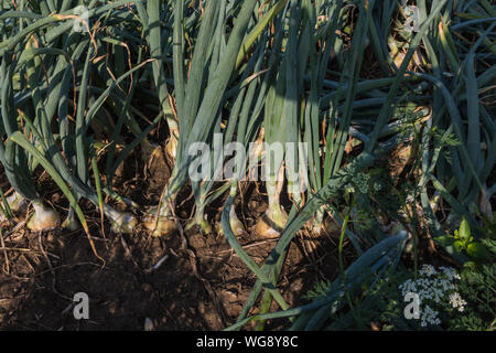 Agricoltura close up di cipolle Foto Stock