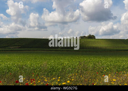 Il Limburgo meridionale collina con i cantieri di vino sotto un cielo drammatico e in primo piano in fiore fiori selvatici e fiori di papavero in primo piano Foto Stock