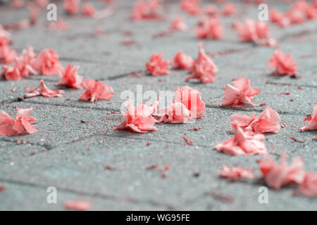 Oleandro fiori littering una passerella percorso ad un parco di messa a fuoco selezionata Foto Stock