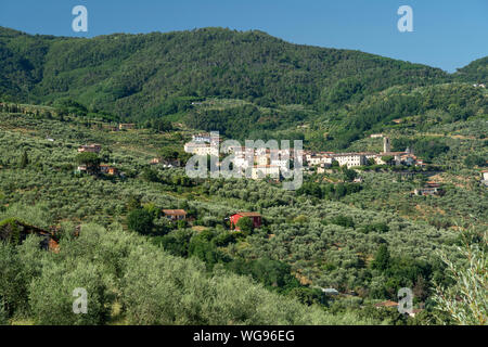Paesaggio rurale da Buggiano Castello, storica cittadina vicino a Montecatini e Pistoia, Toscana, Italia, con alberi di olivo. Foto Stock