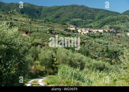 Paesaggio rurale da Buggiano Castello, storica cittadina vicino a Montecatini e Pistoia, Toscana, Italia, con alberi di olivo. Foto Stock