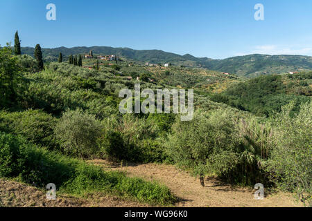 Paesaggio rurale da Buggiano Castello, storica cittadina vicino a Montecatini e Pistoia, Toscana, Italia, con alberi di olivo. Foto Stock