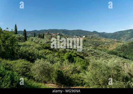 Paesaggio rurale da Buggiano Castello, storica cittadina vicino a Montecatini e Pistoia, Toscana, Italia, con alberi di olivo. Foto Stock