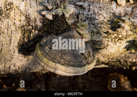 Il vecchio albero di betulla rivestito con crescite a fungo sul tronco Foto Stock