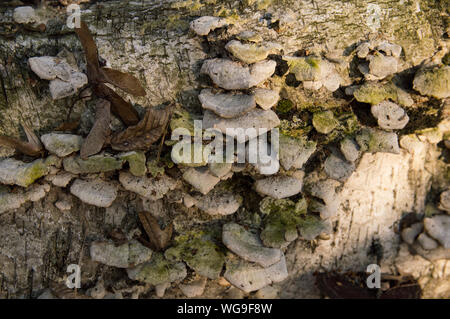 Il vecchio albero di betulla rivestito con crescite a fungo sul tronco Foto Stock