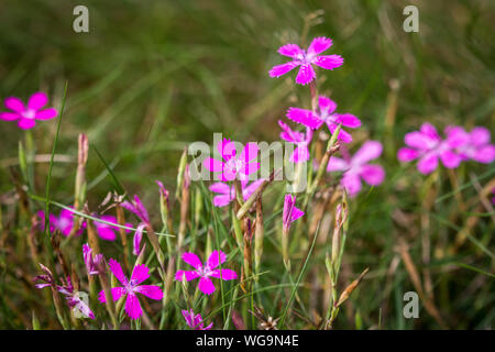 Dianthus carthusianorum (Certosini) rosa Foto Stock