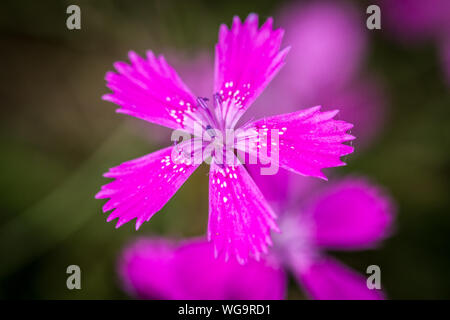 Dianthus carthusianorum (Certosini) rosa Foto Stock