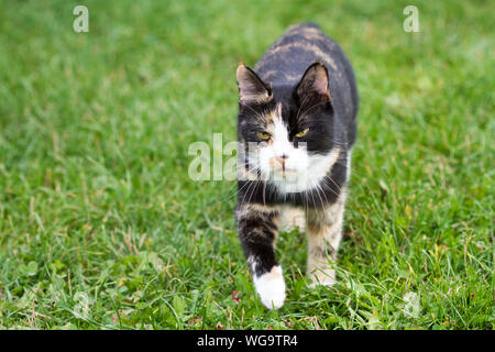 Tartaruga gatto di casa a piedi su un prato Foto Stock