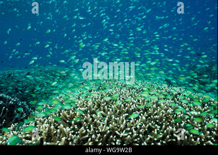 Massive secca di blu damigelle, Chromis viridis, alimentazione in corrente forte howering oltre Acropora coralli duri, Raja Ampat Indonesia. Foto Stock