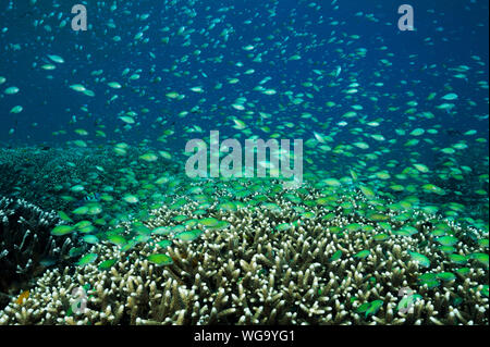 Massive secca di blu damigelle, Chromis viridis, alimentazione in corrente forte howering oltre Acropora coralli duri, Raja Ampat Indonesia. Foto Stock