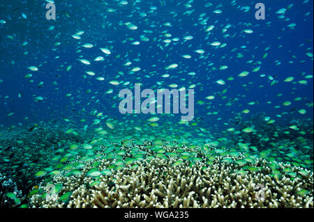 Massive secca di blu damigelle, Chromis viridis, alimentazione in corrente forte howering oltre Acropora coralli duri, Raja Ampat Indonesia. Foto Stock