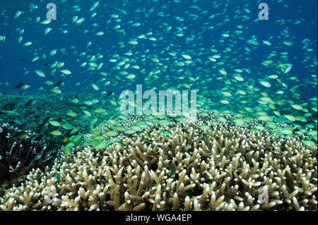 Massive secca di blu damigelle, Chromis viridis, alimentazione in corrente forte howering oltre Acropora coralli duri, Raja Ampat Indonesia. Foto Stock