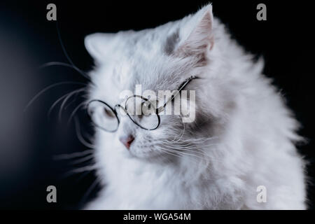 Ritratto di highland dritto fluffy cat con i capelli lunghi e bicchieri arrotondati. Moda e stile, raffreddare il concetto di origine animale. Pussycat in bianco su sfondo scuro. Foto Stock