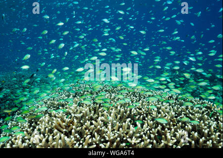 Massive secca di blu damigelle, Chromis viridis, alimentazione in corrente forte howering oltre Acropora coralli duri, Raja Ampat Indonesia. Foto Stock