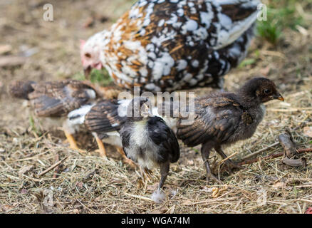 Chioccia e il suo uccellini della razza Stoapiperl/ Steinhendl, una specie gravemente minacciate di razza di pollo dall' Austria Foto Stock