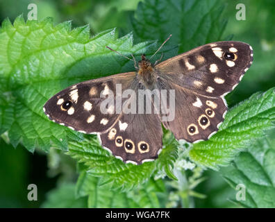 Appena emerso screziato legno butterfly (Pararge aegeria) appoggiato con alette aperte su un ortica pianta Foto Stock