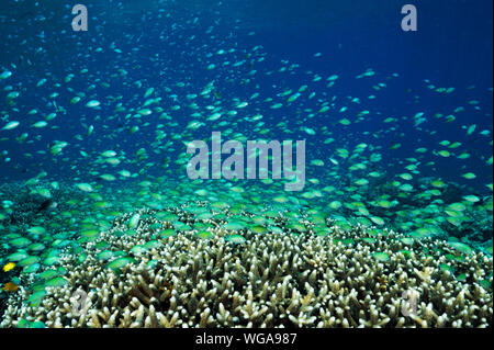 Massive secca di blu damigelle, Chromis viridis, alimentazione in corrente forte howering oltre Acropora coralli duri, Raja Ampat Indonesia. Foto Stock