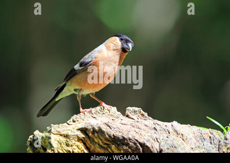 Bullfinch maschio (Pyrrhula Pyrrhula) Foto Stock