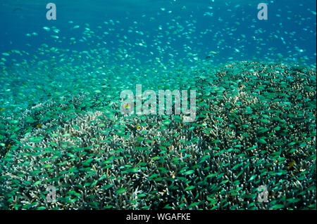 Massive secca di blu damigelle, Chromis viridis, alimentazione in corrente forte howering oltre Acropora coralli duri, Raja Ampat Indonesia. Foto Stock