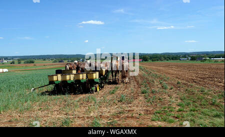 Amish Farmer semina con 6 cavalli tirando una seminatrice su una soleggiata giornata estiva Foto Stock