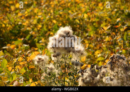 Fluffy creeping thistle con blowballs nel campo Paese, thistle disperdendo sul vento come soffiare la sfera del paesaggio rurale Foto Stock