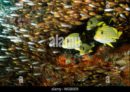 Coloratissimo reef scenic con nastro sweetlips, Plectorhinchus polytaenia e golden spazzatrici, Parapriacanthus ransonneti Raja Ampat Indonesia. Foto Stock