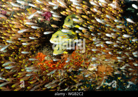 Coloratissimo reef scenic con nastro sweetlips, Plectorhinchus polytaenia e golden spazzatrici, Parapriacanthus ransonneti Raja Ampat Indonesia. Foto Stock