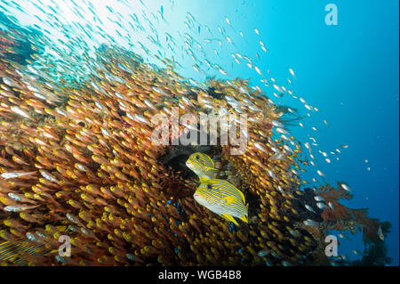 Coloratissimo reef scenic con nastro sweetlips, Plectorhinchus polytaenia e golden spazzatrici, Parapriacanthus ransonneti Raja Ampat Indonesia. Foto Stock