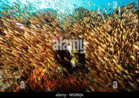 Coloratissimo reef scenic con nastro sweetlips, Plectorhinchus polytaenia e golden spazzatrici, Parapriacanthus ransonneti Raja Ampat Indonesia. Foto Stock