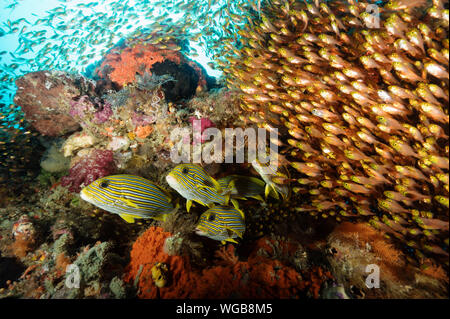 Coloratissimo reef scenic con nastro sweetlips, Plectorhinchus polytaenia e golden spazzatrici, Parapriacanthus ransonneti Raja Ampat Indonesia. Foto Stock